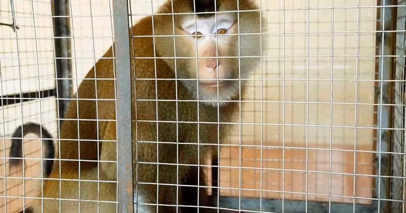 Cứu khỉ đuôi lợn quý hiếm Hà Tĩnh: Quy trình giao nộp và thả tự nhiên