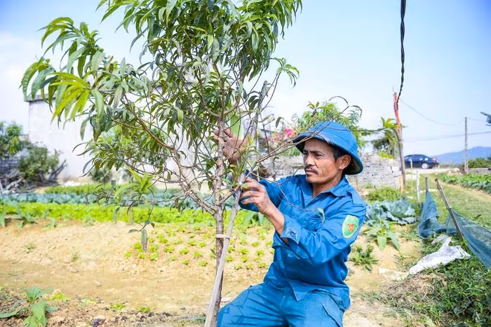 Đào chết do mưa bão 2025: Người nông dân Quảng Chính tìm giải pháp sinh kế cho Tết