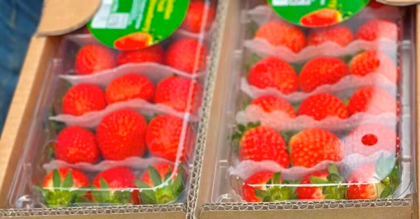 Dâu tây Hàn Quốc Golden Fruit: Dùng thử miễn phí Hà Nội – Hải Phòng 2026