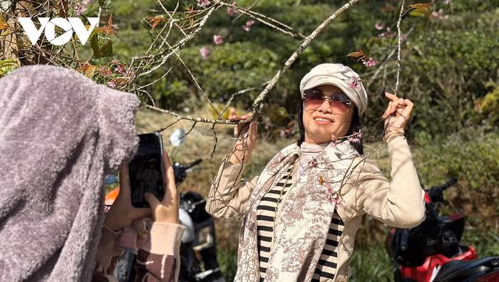 Du kh&aacute;ch chụp ảnh b&ecirc;n c&agrave;nh mai anh đ&agrave;o nở rộ