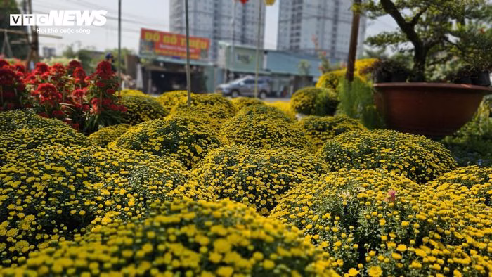 Cúc mâm xôi nở sớm: Giá rẻ, xu hướng trang trí Tết và câu chuyện hỗ trợ nông dân