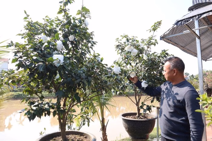 Gần 600 chậu trà cổ phục vụ thị trường Tết – một phần doanh thu quan trọng cây trà cổ phục vụ thị trường Tết