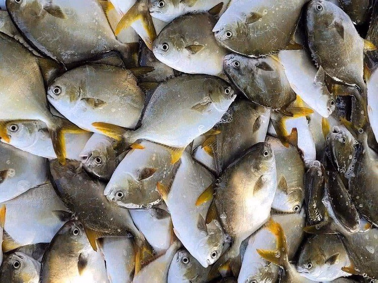 Biểu đồ gi&aacute; c&aacute; chim v&agrave;ng anh theo nguồn cung: tự nhi&ecirc;n, nu&ocirc;i lồng, đ&ocirc;ng lạnh