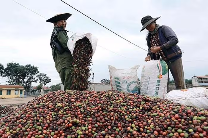 Giá cà phê 17/1: Robusta, Arabica giảm; Tây Nguyên 99.100 đ/kg