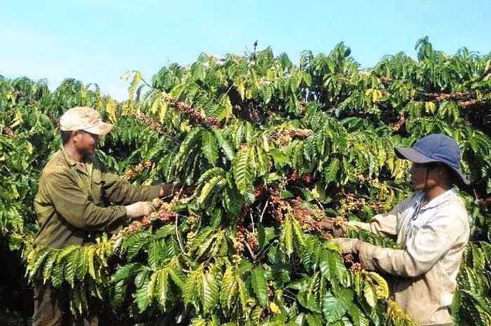 Giá cà phê trong nước ngày 16/1: Tây Nguyên chạm mức 98.500 đồng/kg