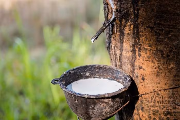 Giá cao su 17/1: Sàn Thượng Hải giảm mạnh, Việt Nam giữ ổn định