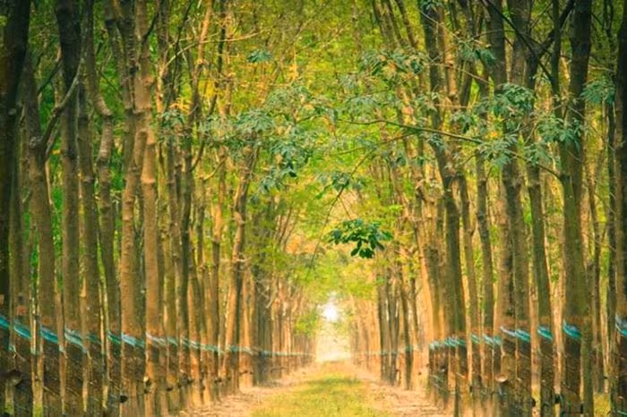 Giá cao su hôm nay 16/1: Đà tăng nhờ đồng Yên yếu và nhu cầu Trung Quốc