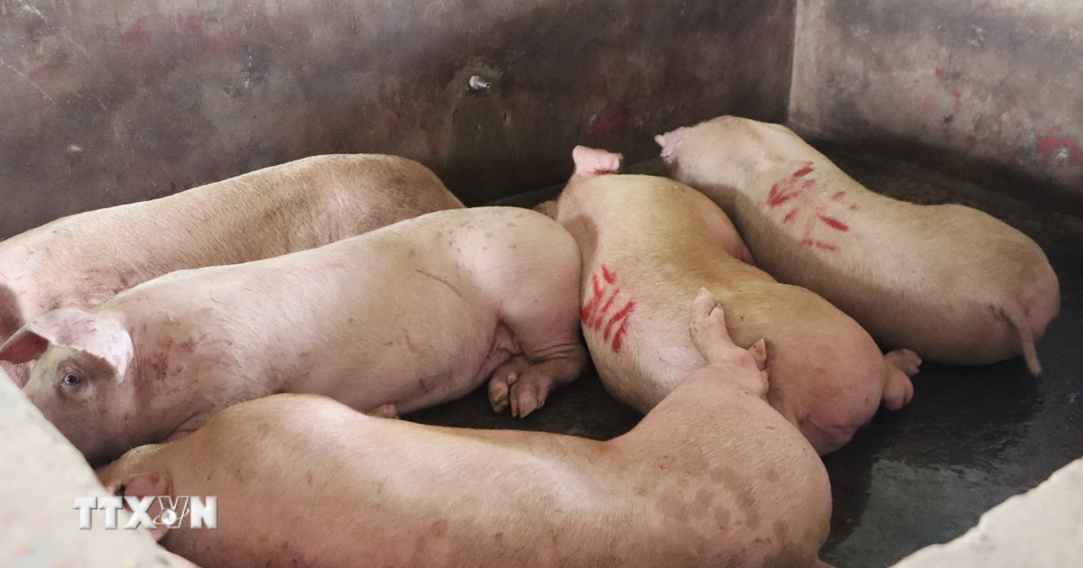 Hải Phòng thắt chặt kiểm dịch giết mổ sau bê bối đồ hộp Hạ Long