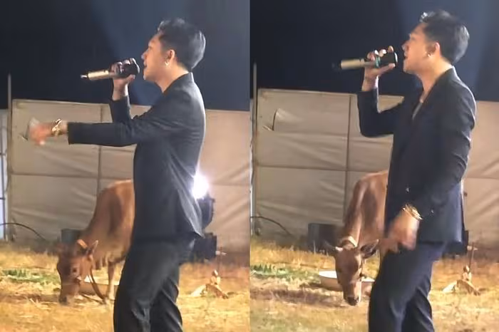 Hồ Gia Hùng gây sốt khi biểu diễn giữa đồng cỏ và chú bò