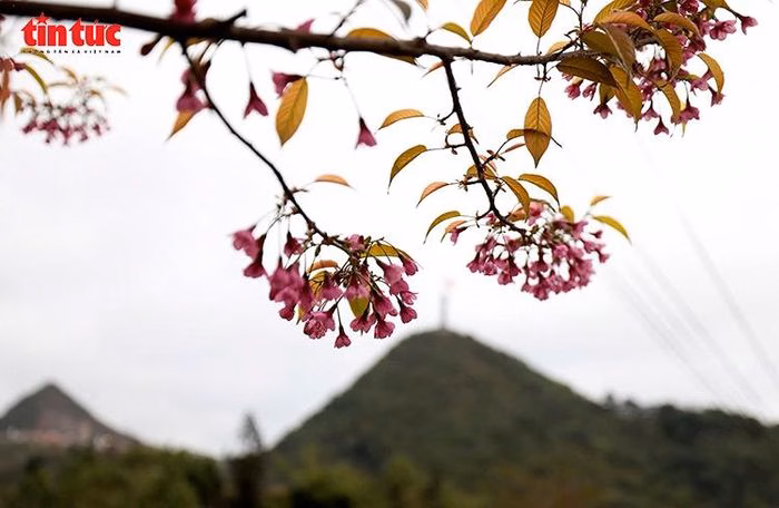 Hoa Anh Đ&agrave;o bung nở tại Lũng C&uacute;