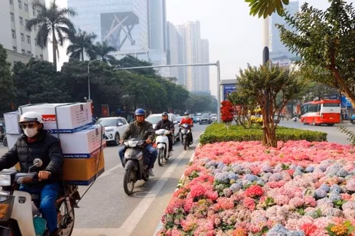 Hoa cẩm tú cầu rực rỡ trên phố Nguyễn Chí Thanh chào Tết 2026 Hà Nội