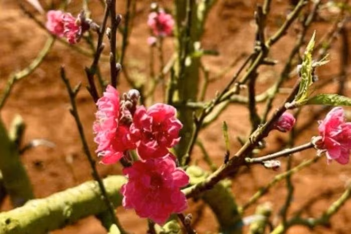 Hoa đào Nhật Tân nở rộ trên đất Tây Nguyên: Hành trình và tiềm năng kinh tế