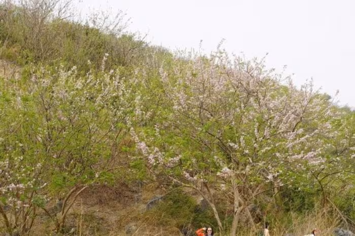 Hoa Đỗ Mai Rực Hồng Đồi Con Heo Vũng Tàu – Điểm Check‑in Mùa Xuân