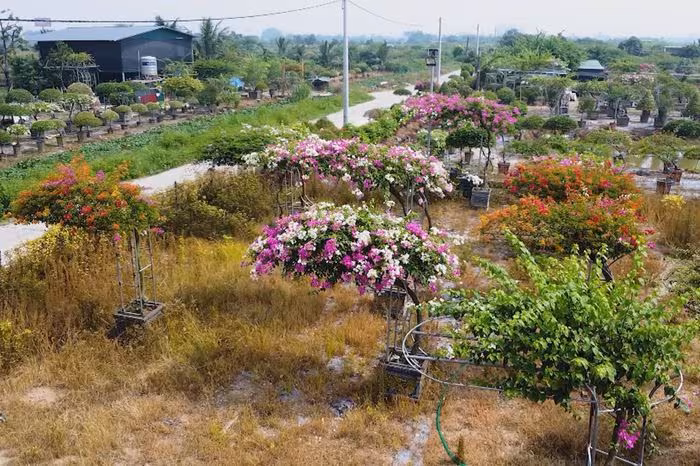 Hoa giấy Phù Đổng: Nét đẹp rực rỡ mở tiềm năng du lịch & kinh tế