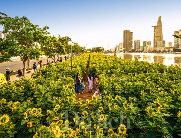 Hoa hướng dương rực rỡ bên sông Sài Gòn Vườn hoa hướng dương Thủ Thiêm