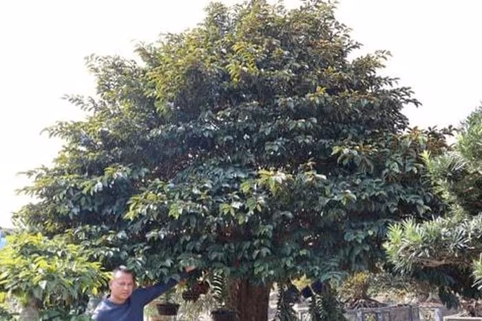 Khám phá vườn sinh vật cảnh Phúc Thọ: Nghệ thuật cây ăn quả độc bản và mô hình kinh doanh sáng tạo