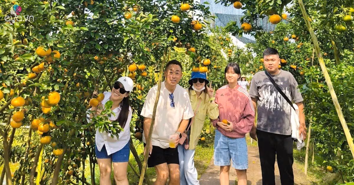 Khám phá Vương quốc Quýt Hồng Lai Vung: Điểm check‑in lý tưởng chỉ 3 giờ từ TP.HCM