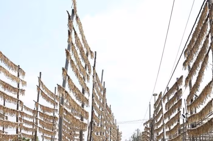 Khô cá Khoai Cái Đôi Vàm: Bí quyết truyền thống khiến Tết miền Tây rộn ràng