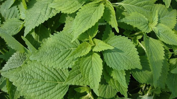 L&aacute; kinh giới - dược thiện m&ugrave;a lạnh