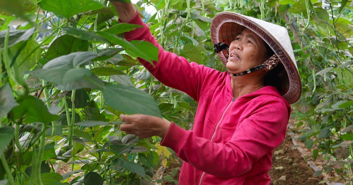 Làng rau Bàu Tròn hồi sinh sau lũ, mang niềm vui Tết cho nông dân Đà Nẵng