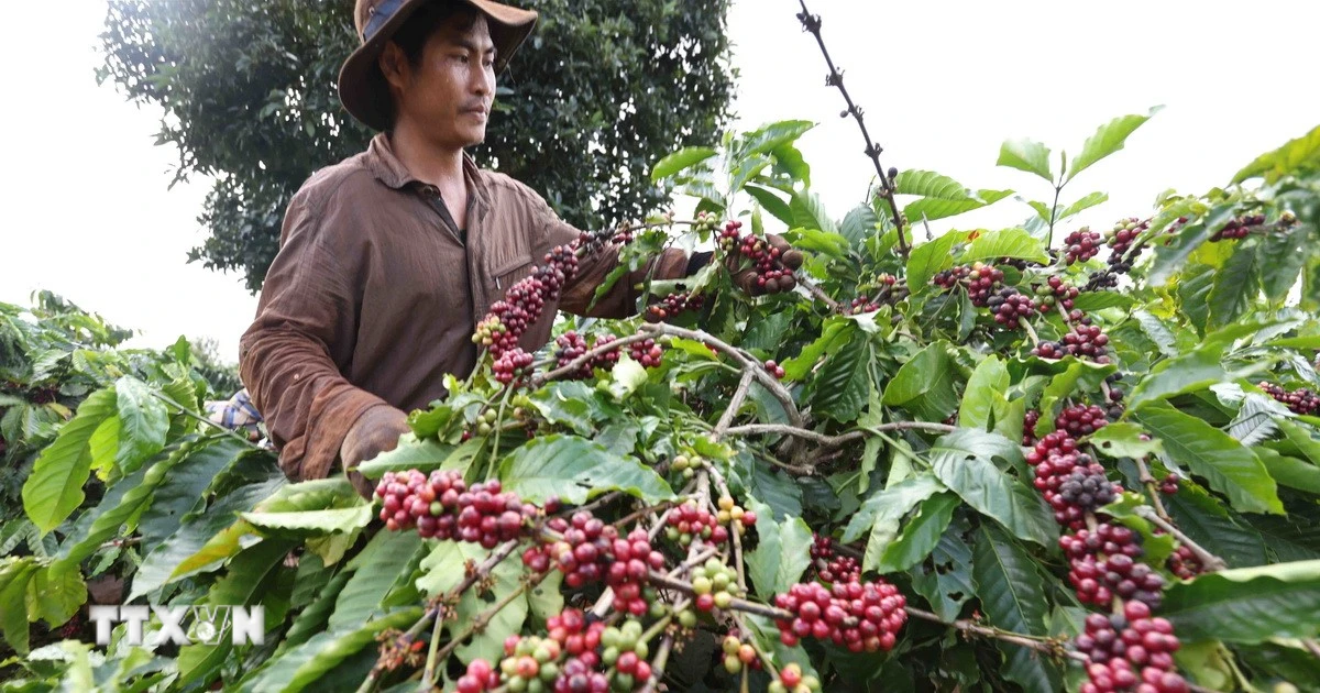 Lễ hội Di sản cà phê 2025: 200 năm hành trình, Đà Lạt tỏa sáng