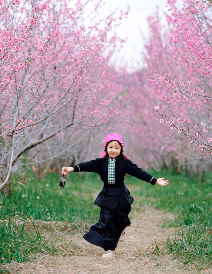 Lễ hội hoa anh đào Lễ hội hoa anh đào Mường Phăng 2024