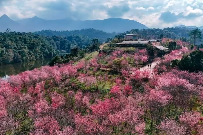 Lễ hội Hoa Anh Đào Mường Phăng 2026: Đánh Thức Du Lịch Xuân Bắc Việt