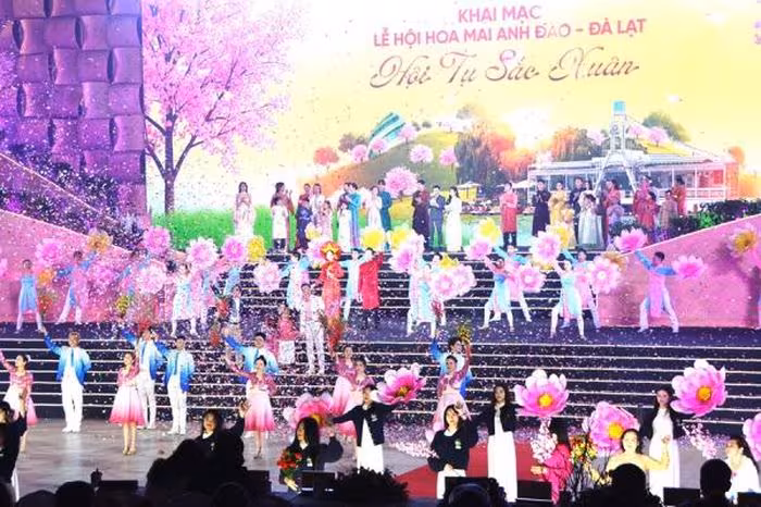 Lễ hội hoa mai anh đào Đà Lạt 2026: Sắc xuân rực rỡ và cơ hội du lịch mới
