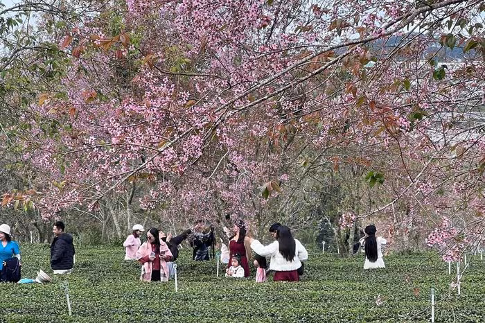 Lễ hội Hoa Mai Anh Đào trên Đồi Chè Cầu Đất: 50 cây xanh xuân 2026