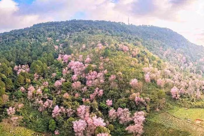 Lễ hội Mai Anh Đào Đà Lạt 2026: 20 ngày ngập tràn sắc xuân và trải nghiệm độc đáo