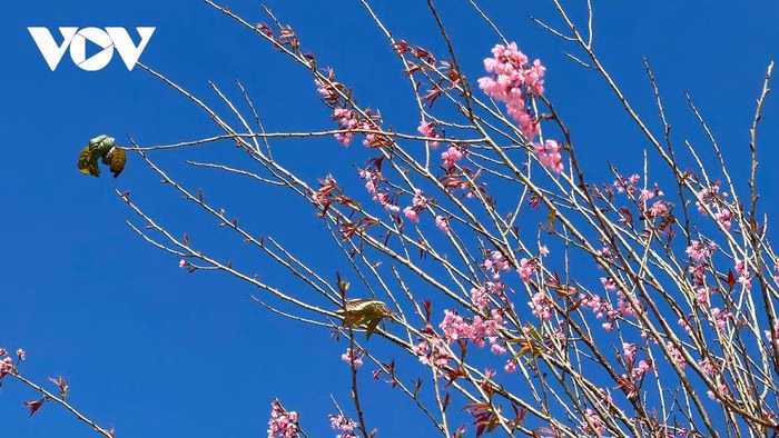 C&agrave;nh mai anh đ&agrave;o nở rộ dưới &aacute;nh nắng xu&acirc;n tại Đ&agrave; Lạt