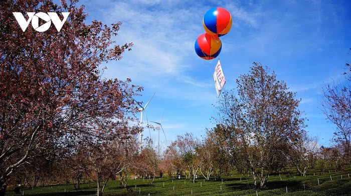 Mai anh đ&agrave;o v&agrave; c&aacute;c c&ocirc;ng tr&igrave;nh năng lượng t&aacute;i tạo tr&ecirc;n đồi tr&agrave; Cầu Đất