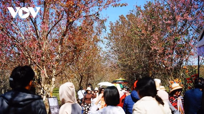 M&agrave;u hồng của hoa mai anh đ&agrave;o h&ograve;a quyện với m&agrave;u xanh của ch&egrave;