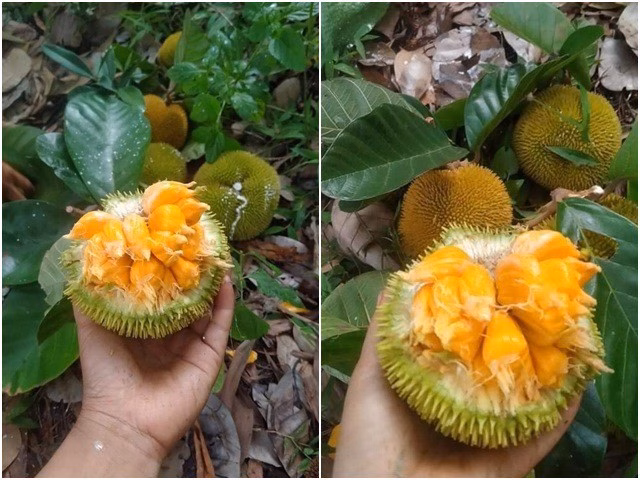 Loại quả n&agrave;y đ&atilde; trở th&agrave;nh đặc sản th&agrave;nh phố được nhiều người y&ecirc;u th&iacute;ch