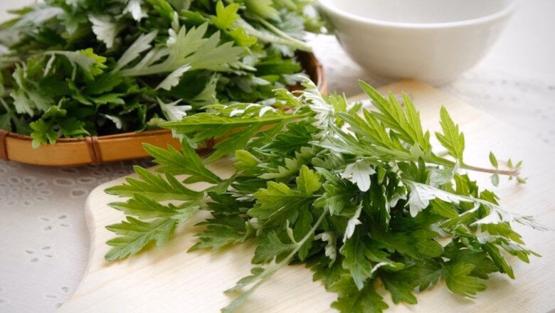 Ngải cứu – Vua thảo dược trong y học cổ truyền Ngải cứu mang lại rất nhiều lợi ích cho sức khoẻ (Ảnh minh hoạ)