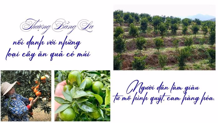 Những ng&ocirc;i nh&agrave; mới x&acirc;y hiện đại xen lẫn trong kh&ocirc;ng gian rừng xanh