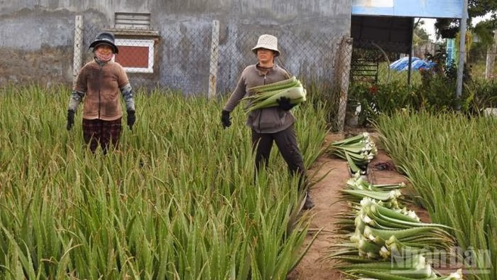 N&ocirc;ng d&acirc;n B&aacute;c &Aacute;i trồng nha đam v&agrave; măng t&acirc;y