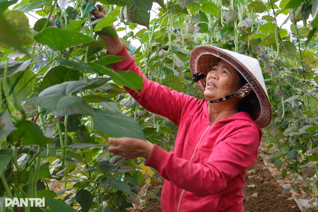 N&ocirc;ng sản được gi&aacute; cao, mang lại niềm vui cho người d&acirc;n sau lũ