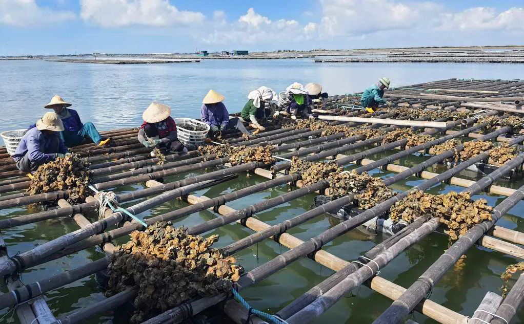 Nuôi trồng thủy sản Quảng Ninh 2025 Nuôi trồng thủy sản Quảng Ninh 2025