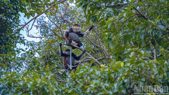 Quần thể voọc ch&agrave; v&aacute; ch&acirc;n n&acirc;u tại Sơn Tr&agrave;, hơn 1.300 c&aacute; thể