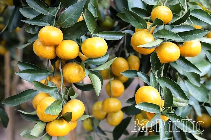 Qu&yacute;t ch&iacute;n muộn thu hoạch cận Tết