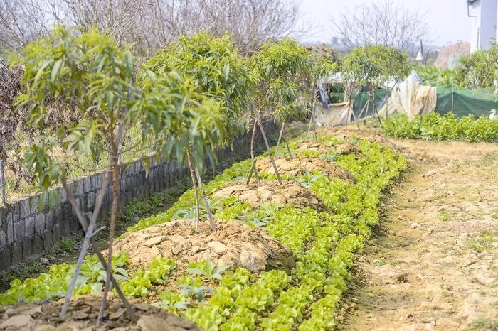 Hộ n&ocirc;ng d&acirc;n trồng rau m&agrave;u ngắn ng&agrave;y