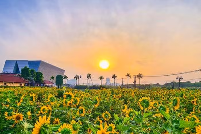 Sắc Vàng Thủ Thiêm: Vườn Hoa Hướng Dương Đánh Thức Mùa Tết Bên Bờ Sông Sài Gòn