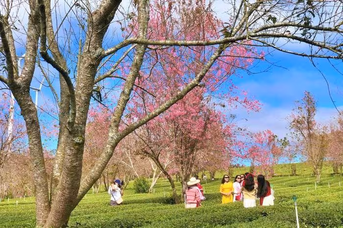 Săn hoa mai anh đào sớm tại đồi chè Cầu Đất – Giao mùa Đà Lạt 2026
