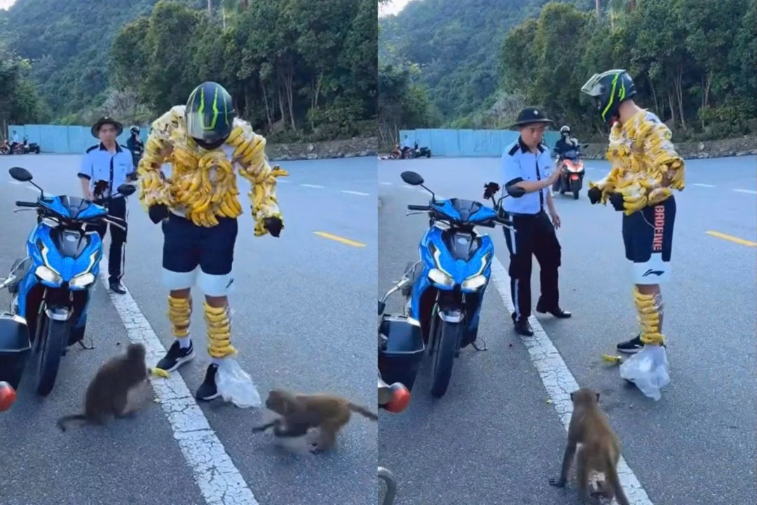 Du khách quấn chuối trêu khỉ hoang dã tại Sơn Trà: Cảnh báo và biện pháp xử lý