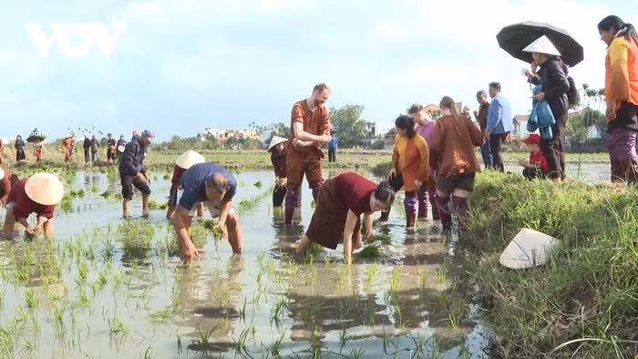 Du kh&aacute;ch thi cấy l&uacute;a c&ugrave;ng n&ocirc;ng d&acirc;n Hội An