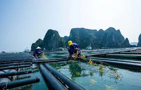 Thủy sản Quảng Ninh 2025: tăng 9,2% – mục tiêu 203.000 tấn năm 2026