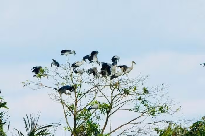 Tiếng vạc phương Nam: Khi âm thanh đồng hành cùng đêm chùa và tỉnh thức nội tâm