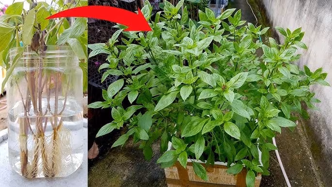 Trồng húng quế tại nhà: Xua muỗi, lọc không khí, luôn có sẵn gia vị