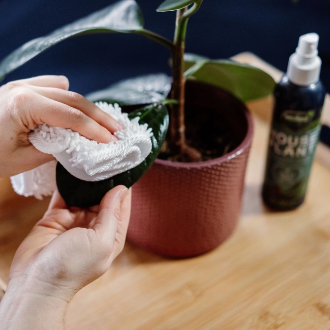 Vệ sinh lá cây giúp tăng quang hợp và phòng bệnh Lá cây được lau sạch bụi